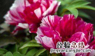 为什么牡丹被称为花中之王 牡丹花是花中之王还是花中之后
