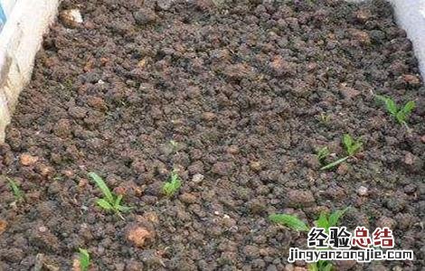 菠菜播种出苗率低怎么办视频 菠菜播种出苗率低怎么办