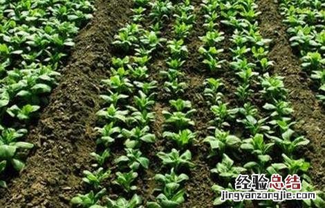 菠菜播种出苗率低怎么办视频 菠菜播种出苗率低怎么办