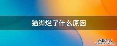 猫脚烂了什么原因 猫脚掌烂了是什么原因