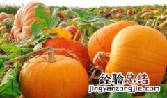 南瓜的种植方法和时间温度 南瓜种植方法和气温