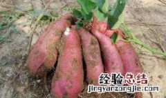 储存番薯的方法有什么 储存番薯的方法有什么特点