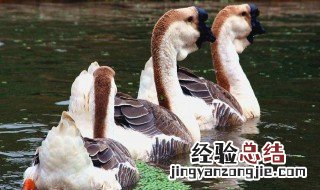 鹅苗养多久成熟一次 鹅苗养多久成熟