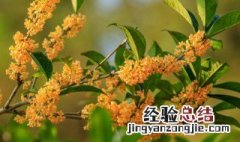 桂花茶怎么做的方法 桂花茶怎么做的
