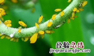 蚜虫的繁殖方式和生殖方式 蚜虫繁殖是用什么方式?