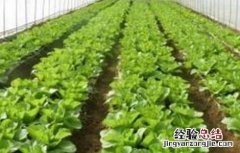 大棚蔬菜连作障碍该怎么办 设施蔬菜连作障碍