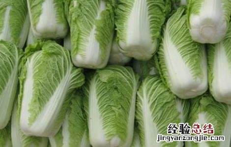 大白菜什么时候收获 大白菜什么时候收获最好