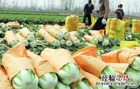 大白菜什么时候收获 大白菜什么时候收获最好