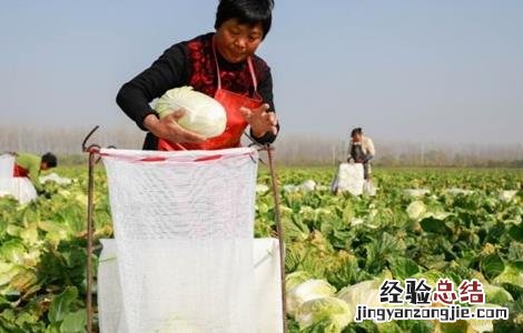 大白菜什么时候收获 大白菜什么时候收获最好