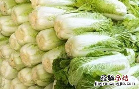 大白菜储存注意事项 大白菜储存注意事项图片