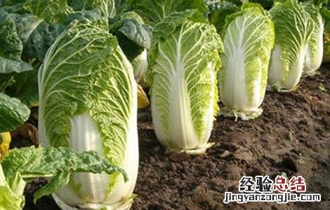 大白菜储存注意事项 大白菜储存注意事项图片