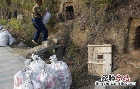 大白菜储存注意事项 大白菜储存注意事项图片