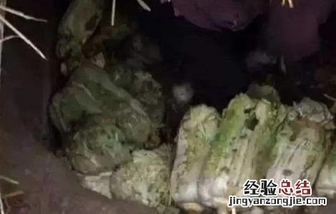 大白菜储存注意事项 大白菜储存注意事项图片