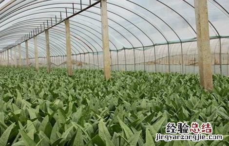 大棚冬莴笋种植技术视频 大棚冬莴笋种植技术