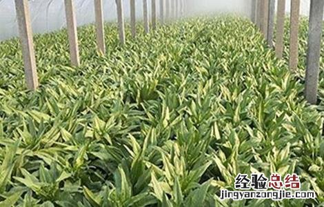 大棚冬莴笋种植技术视频 大棚冬莴笋种植技术