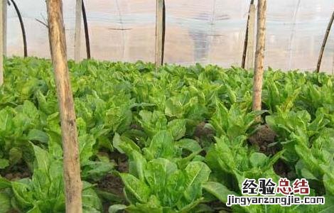 大棚冬莴笋种植技术视频 大棚冬莴笋种植技术