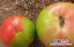 番茄着色不良的原因 冬季番茄着色不良原因及解决方法