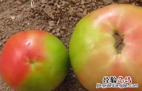 番茄着色不良的原因 冬季番茄着色不良原因及解决方法