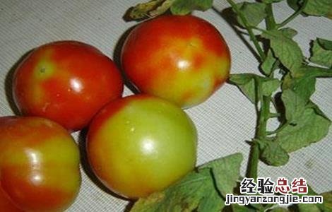 番茄着色不良的原因 冬季番茄着色不良原因及解决方法