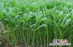 茼蒿的产量一亩地能产多少 如何提高茼蒿产量