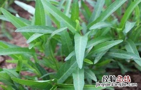 空心菜的生长环境是什么 空心菜的生长环境