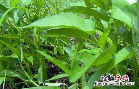 空心菜的生长环境是什么 空心菜的生长环境