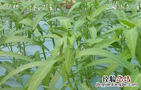 空心菜的生长环境是什么 空心菜的生长环境