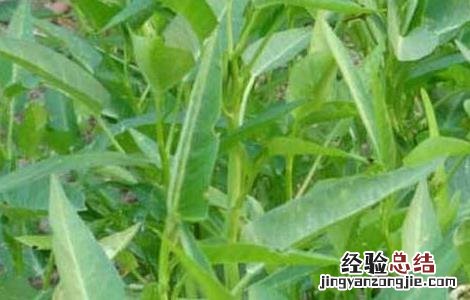 空心菜的生长环境是什么 空心菜的生长环境