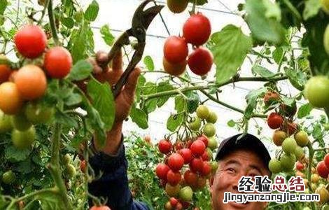 秋季西红柿管理要点 西红柿的管理要点
