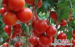 秋季西红柿管理要点 西红柿的管理要点