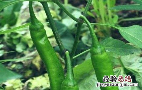 秋冬茬辣椒低产原因及解决措施 秋冬茬辣椒结果期怎样管理