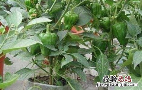 秋冬茬辣椒低产原因及解决措施 秋冬茬辣椒结果期怎样管理