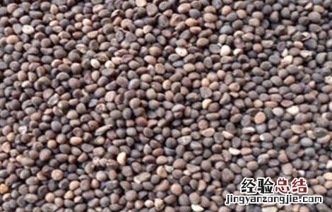 空心菜种子怎样播种 空心菜种子播种前处理方法