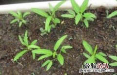 空心菜种子怎样播种 空心菜种子播种前处理方法
