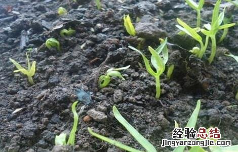 空心菜种子怎样播种 空心菜种子播种前处理方法