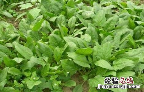 菠菜的需肥特性 菠菜需要的肥料
