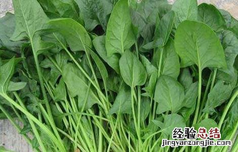 菠菜的需肥特性 菠菜需要的肥料