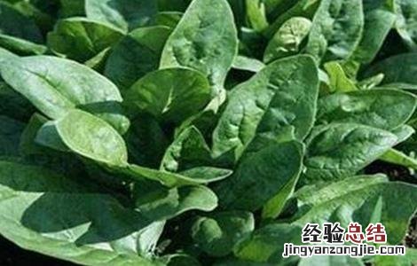 菠菜的需肥特性 菠菜需要的肥料