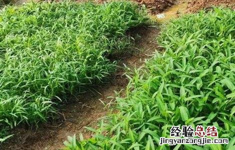 空心菜育苗种植技术 空心菜育苗技术要点
