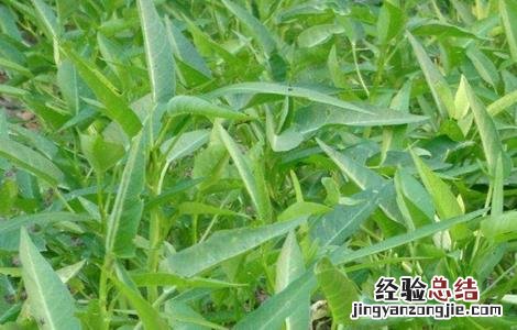 空心菜育苗种植技术 空心菜育苗技术要点