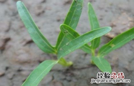 空心菜育苗种植技术 空心菜育苗技术要点