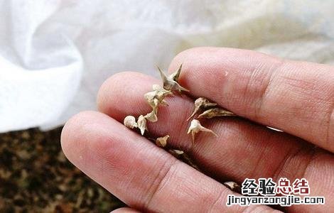 菠菜种子播种前怎么处理好 菠菜种子播种前怎么处理