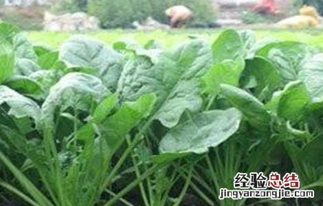 菠菜种子播种前怎么处理好 菠菜种子播种前怎么处理