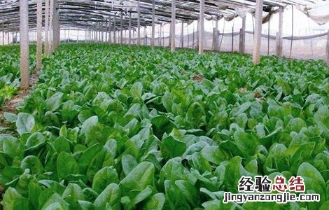 菠菜种子播种前怎么处理好 菠菜种子播种前怎么处理