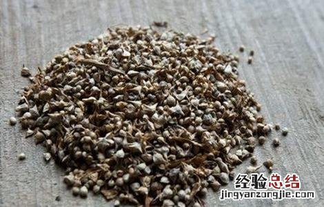 菠菜种子播种前怎么处理好 菠菜种子播种前怎么处理