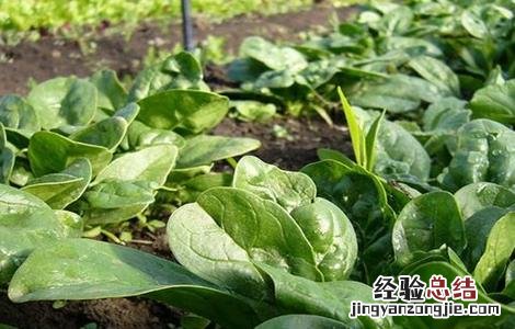 越冬菠菜如何施肥图片 越冬菠菜如何施肥