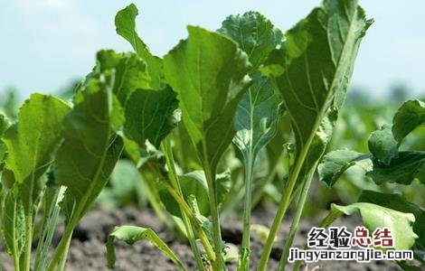 越冬菠菜如何施肥图片 越冬菠菜如何施肥