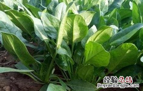 越冬菠菜如何施肥图片 越冬菠菜如何施肥