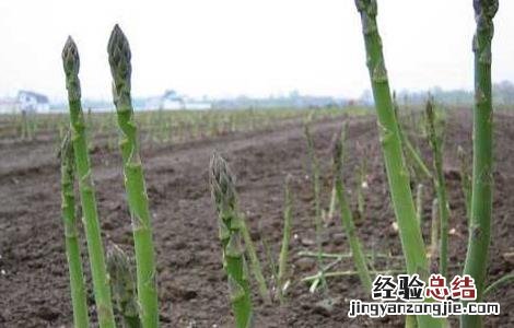 芦笋高产施肥技术 芦笋高产施肥与管理
