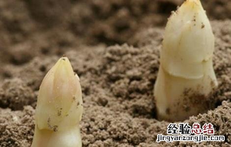 芦笋高产施肥技术 芦笋高产施肥与管理